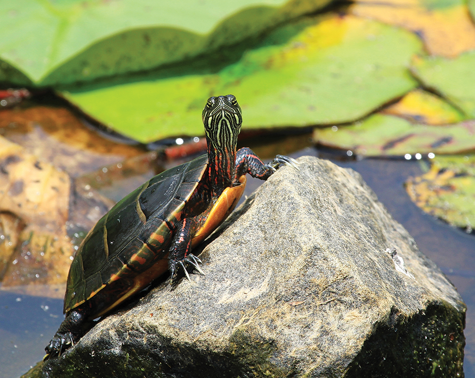 Beneficiary Designations - World Wildlife Fund Canada