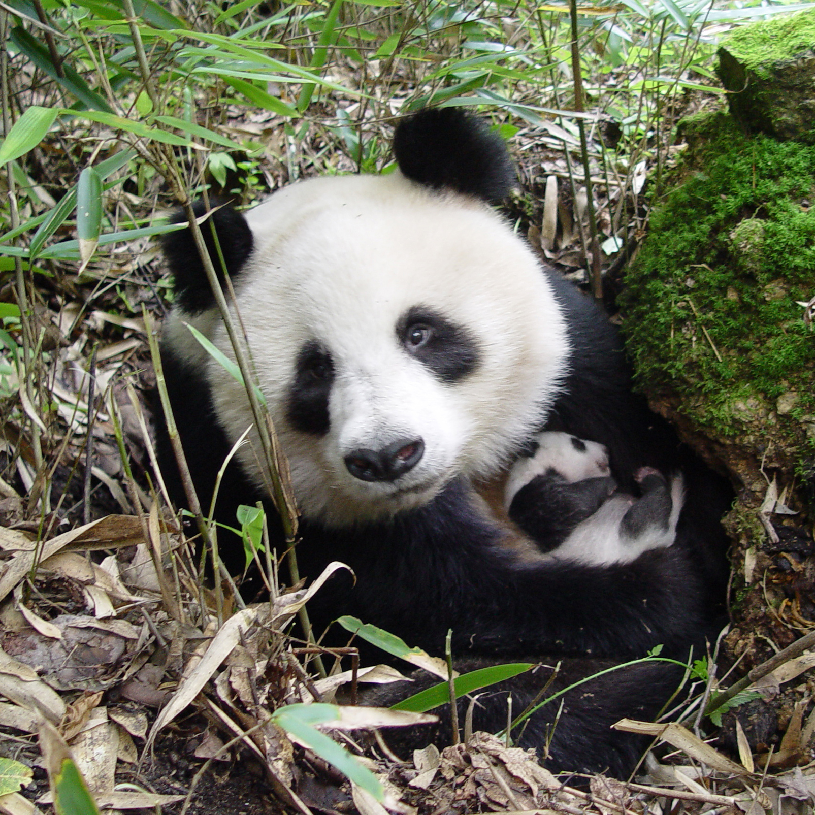 A giant panda with a young cub in Shaanxi province, China.