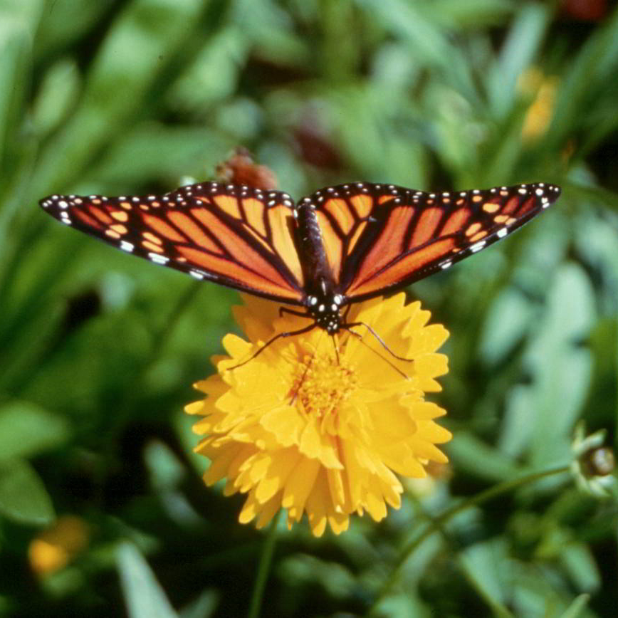 Monarch butterfly perched atop a dandelion.