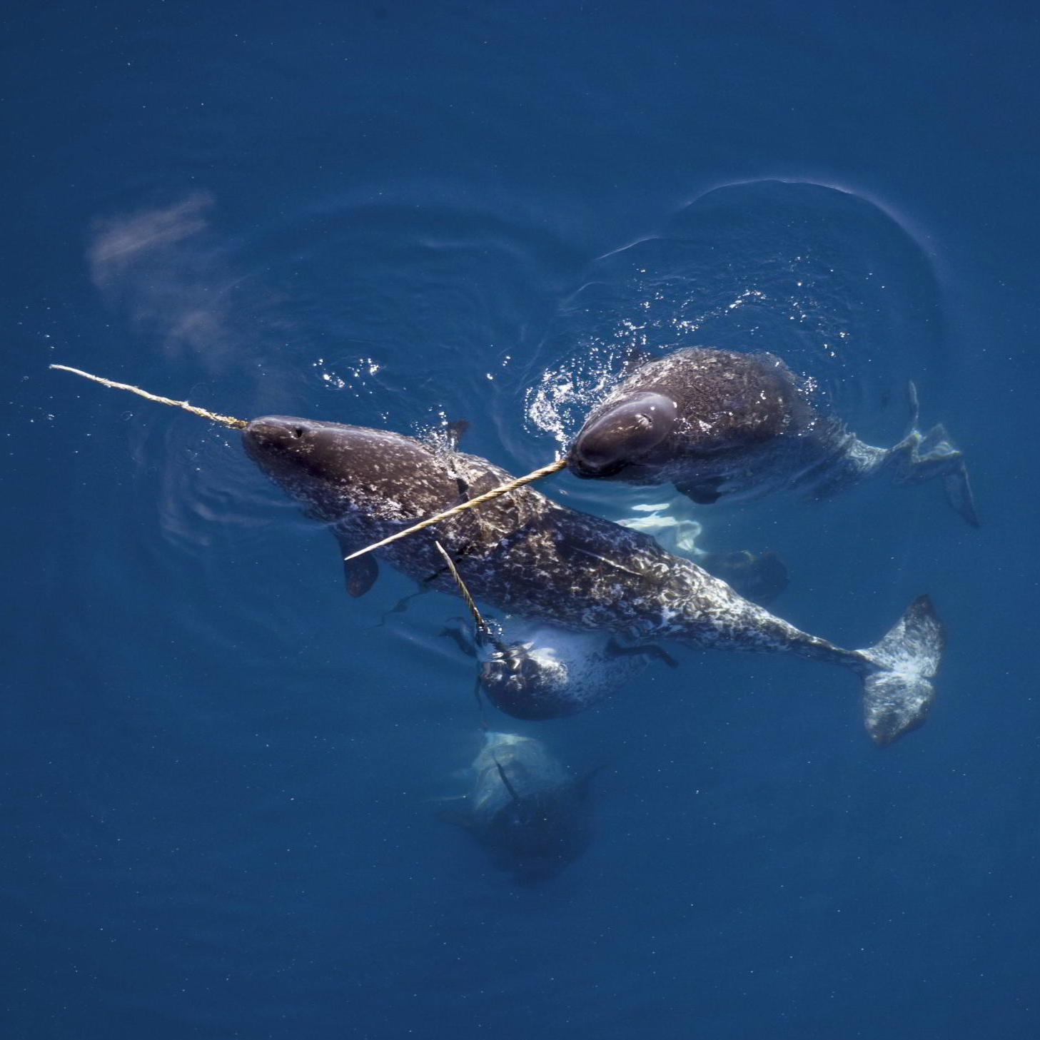 Narwhals caress one another with their tusks in Nunavut, Canada.