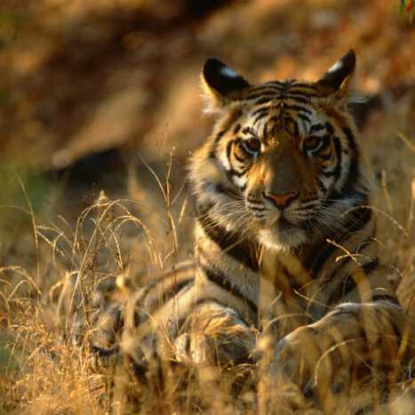 A tiger sits in a grassy field during golden hour.