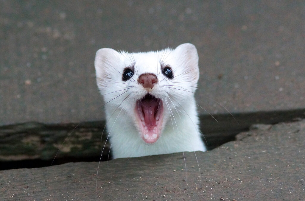 An Ermine Among Us.