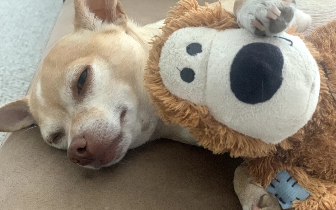 Lenny: A Chihuahua with a Lion-Sized Heart for Wildlife Conservation