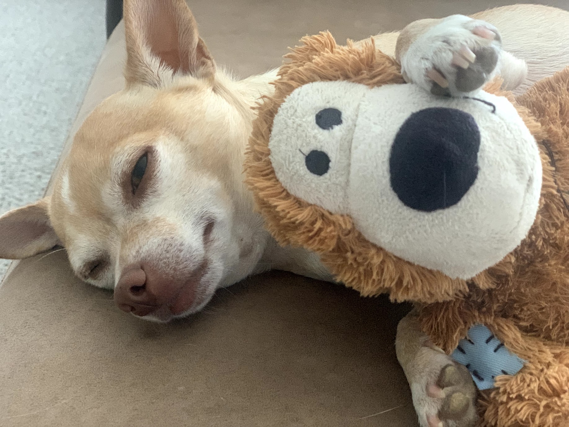 Lenny: A Chihuahua with a Lion-Sized Heart for Wildlife Conservation