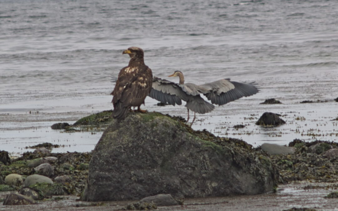 Blue Heron & Eagle at Parksville -May 2011