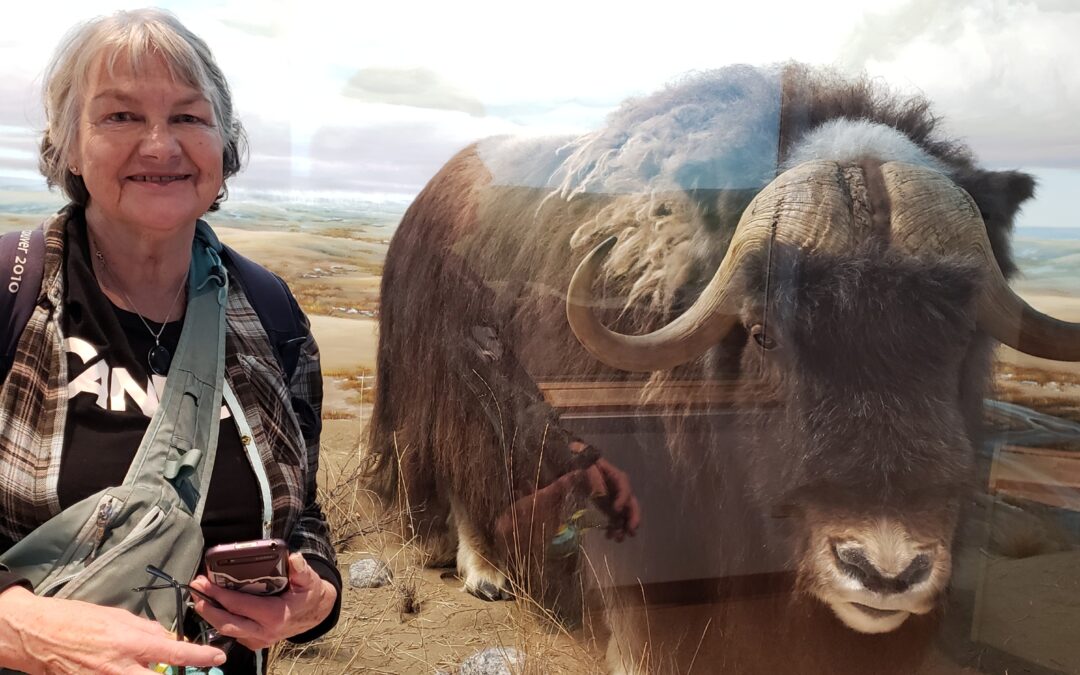 Musk Oxen – ancient warriors of the north